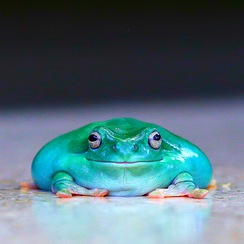 Spotlight: The Green Tree Frog