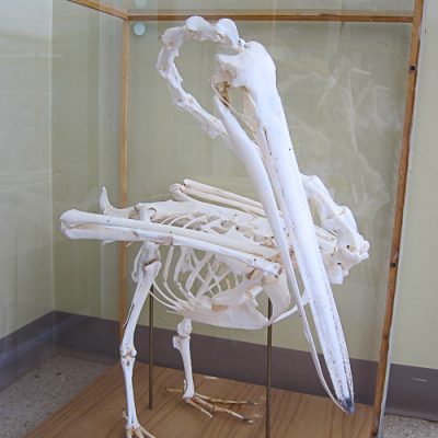 Pelican Skeleton - Nature Education Centre